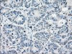 PPP5C Antibody in Immunohistochemistry (Paraffin) (IHC (P))