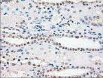 PPP5C Antibody in Immunohistochemistry (Paraffin) (IHC (P))