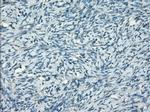 PPP5C Antibody in Immunohistochemistry (Paraffin) (IHC (P))