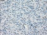 PPP5C Antibody in Immunohistochemistry (Paraffin) (IHC (P))