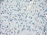 PPP5C Antibody in Immunohistochemistry (Paraffin) (IHC (P))