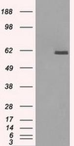 PPP5C Antibody in Western Blot (WB)