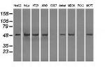 PPP5C Antibody in Western Blot (WB)