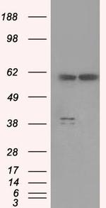 PPP5C Antibody in Western Blot (WB)