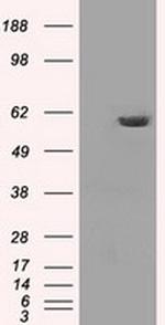 PPP5C Antibody in Western Blot (WB)