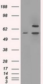 PPP5C Antibody in Western Blot (WB)