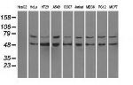 PPP5C Antibody in Western Blot (WB)