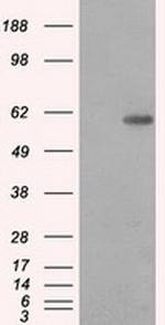 PPP5C Antibody in Western Blot (WB)