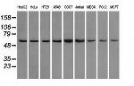 PPP5C Antibody in Western Blot (WB)
