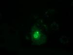 PPWD1 Antibody in Immunocytochemistry (ICC/IF)