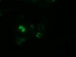 PPWD1 Antibody in Immunocytochemistry (ICC/IF)