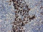 PPWD1 Antibody in Immunohistochemistry (Paraffin) (IHC (P))