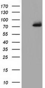 PPWD1 Antibody in Western Blot (WB)
