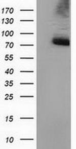 PPWD1 Antibody in Western Blot (WB)