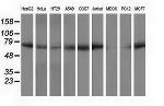 PPWD1 Antibody in Western Blot (WB)