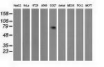 PPWD1 Antibody in Western Blot (WB)