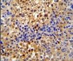 PR38A Antibody in Immunohistochemistry (IHC)