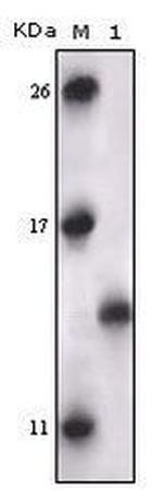 PRAK Antibody in Western Blot (WB)