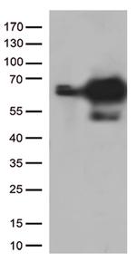 PRCC Antibody in Western Blot (WB)