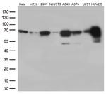 PRCC Antibody in Western Blot (WB)