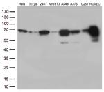 PRCC Antibody in Western Blot (WB)