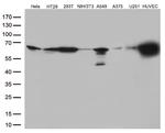 PRCC Antibody in Western Blot (WB)
