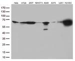 PRCC Antibody in Western Blot (WB)