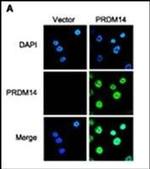 PRDM14 Antibody in Immunocytochemistry (ICC/IF)
