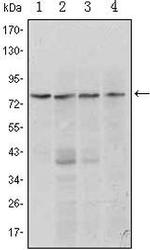 Blimp-1 Monoclonal Antibody (5E7)
