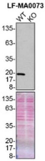 PRDX1 Antibody in Western Blot (WB)