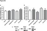 PRDX1 Antibody in Western Blot (WB)