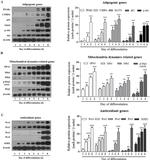 PRDX1 Antibody in Western Blot (WB)