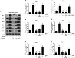 PRDX1 Antibody in Western Blot (WB)