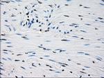 PRDX4 Antibody in Immunohistochemistry (Paraffin) (IHC (P))