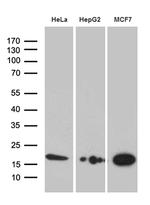 PRDX5 Antibody in Western Blot (WB)