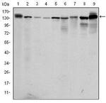 PKN2 Antibody in Western Blot (WB)