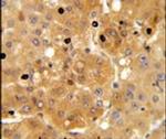 AMPK alpha-1 Antibody in Immunohistochemistry (IHC)