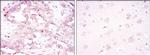AMPK alpha-1 Antibody in Immunohistochemistry (Paraffin) (IHC (P))