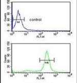 AMPK alpha-1 Antibody in Flow Cytometry (Flow)