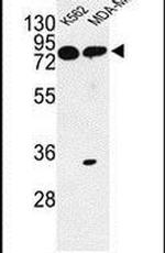 AMPK alpha-1 Antibody in Western Blot (WB)