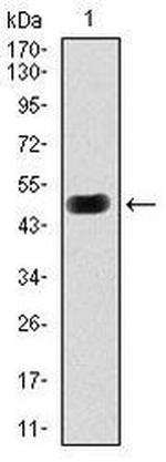 PKA gamma Antibody in Western Blot (WB)