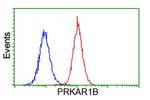 PRKAR1B Antibody in Flow Cytometry (Flow)