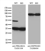 PRKAR2A Antibody in Western Blot (WB)