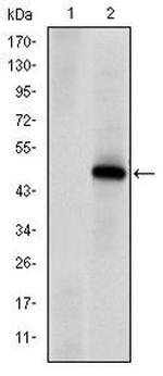 DNA-PK Antibody in Western Blot (WB)
