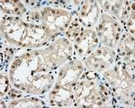 PRKG1 Antibody in Immunohistochemistry (Paraffin) (IHC (P))