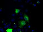PRKY Antibody in Immunocytochemistry (ICC/IF)