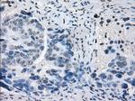 PRKY Antibody in Immunohistochemistry (Paraffin) (IHC (P))