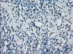 PRKY Antibody in Immunohistochemistry (Paraffin) (IHC (P))