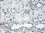 PRKY Antibody in Immunohistochemistry (Paraffin) (IHC (P))