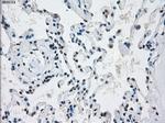 PRKY Antibody in Immunohistochemistry (Paraffin) (IHC (P))